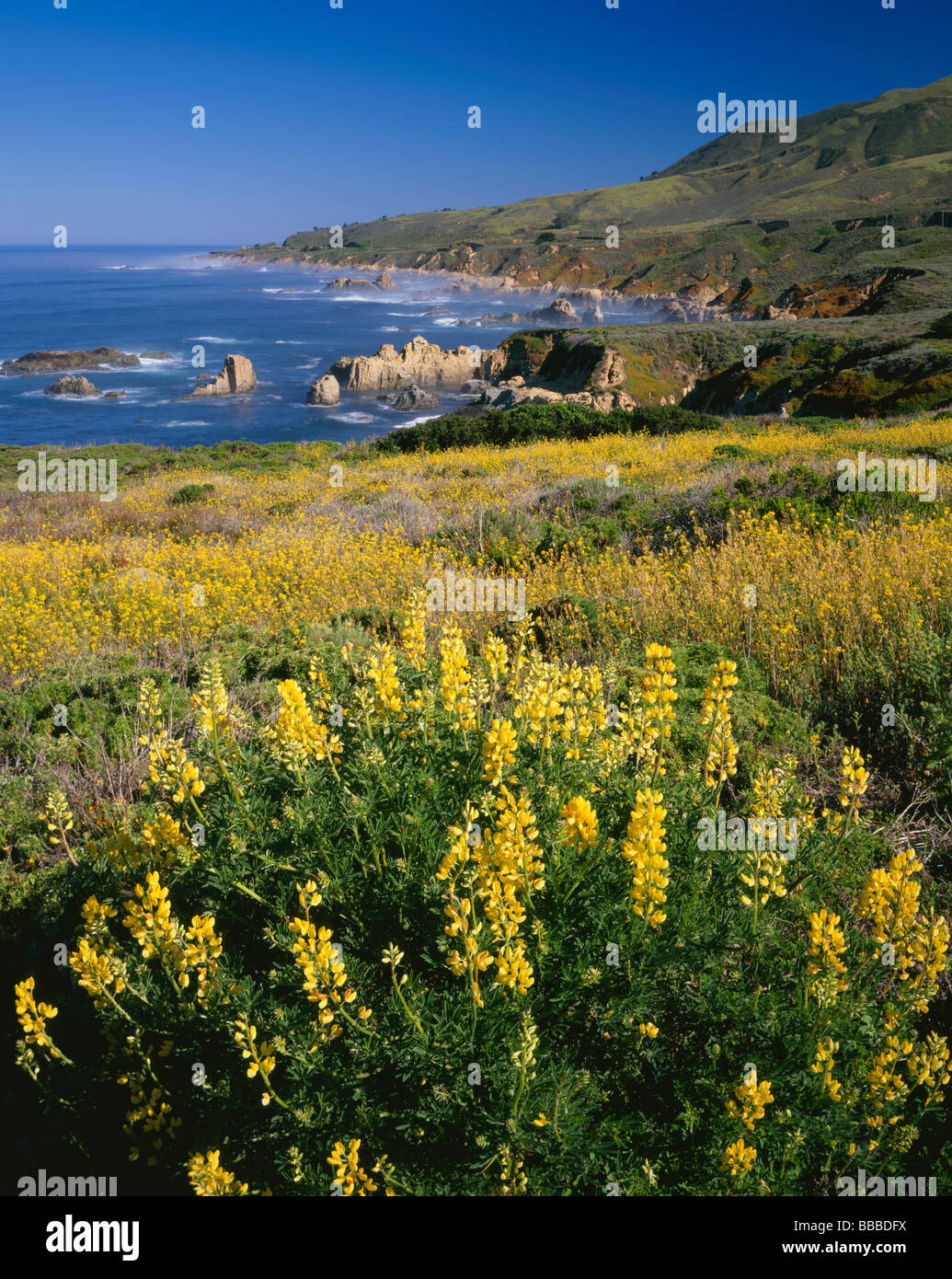 Boccola gialla fioritura di lupino sopra la costa rocciosa di linea e di navigare a Garrapata State Park a Big Sur in California Foto Stock