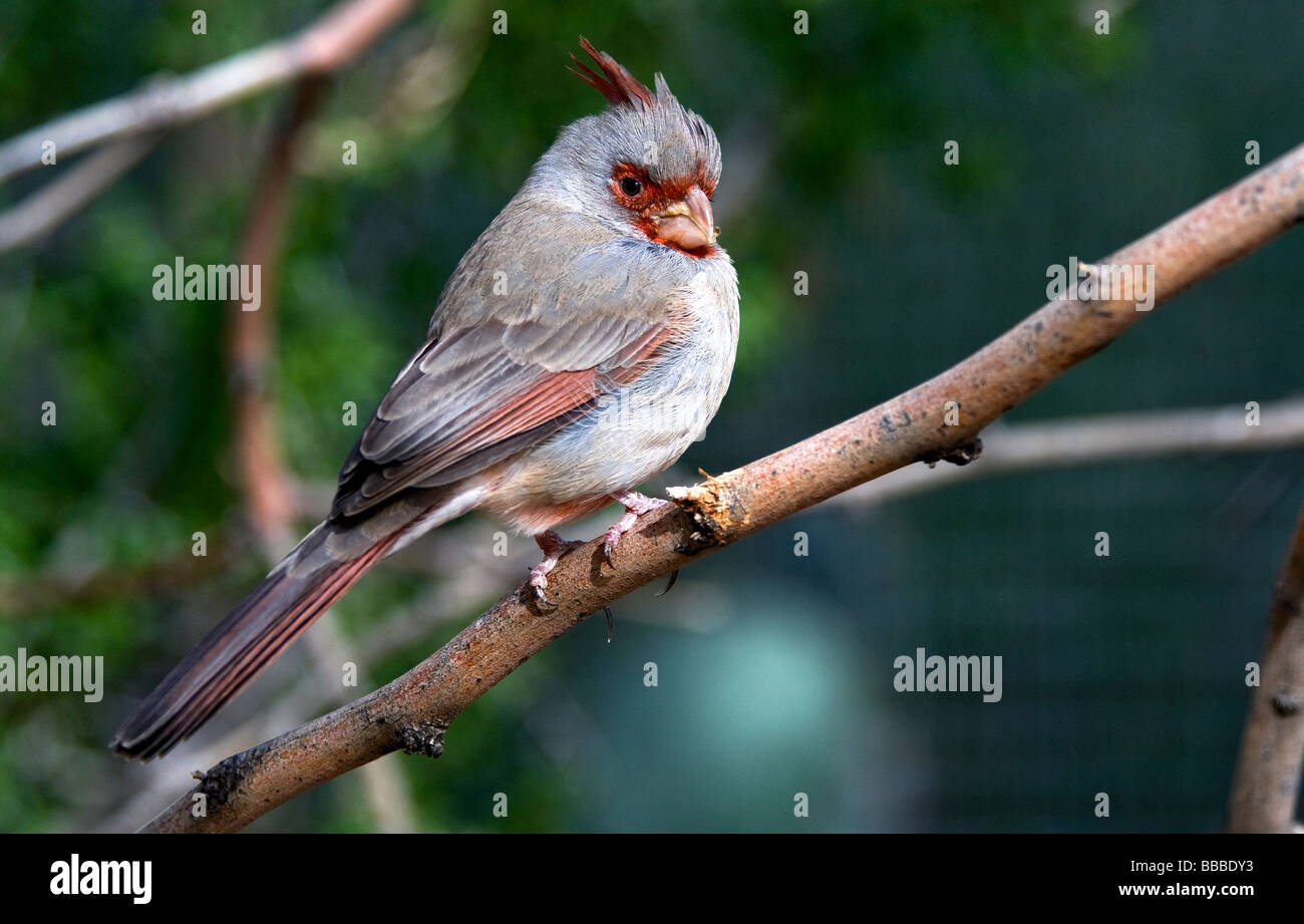 Femmina Pyrrhuloxia Cardinalis sinuatus Sonora Desert Museum Arizona USA Foto Stock