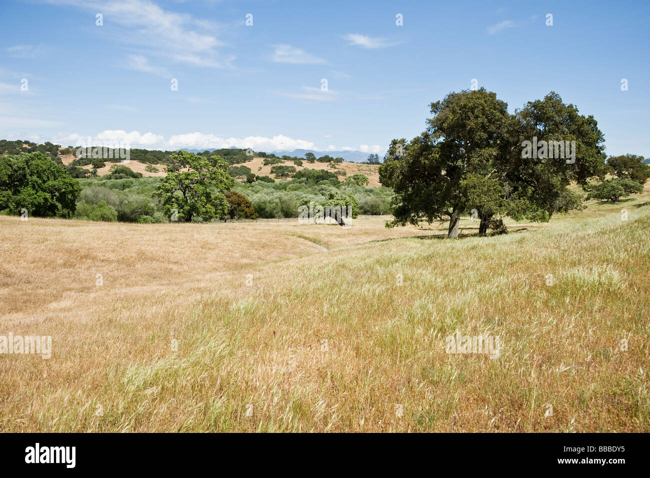 In rovere e prateria di California Centrale ranch vicino a Los Alamos Foto Stock