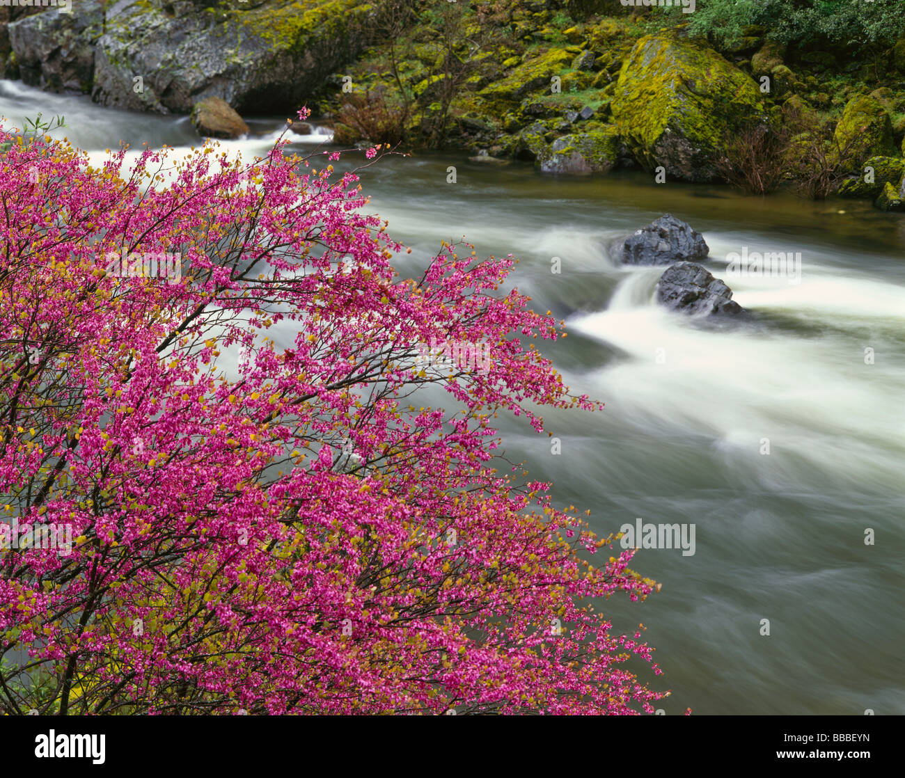 Sierra forestale nazionale CA fioritura Califorina redbud Cercis canadensis sul fiume Merced in Merced River Canyon Foto Stock