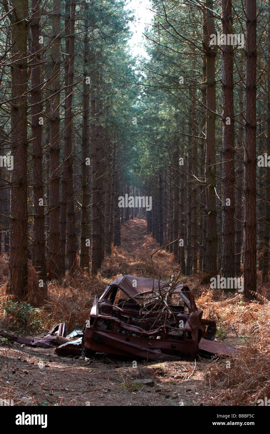 Alberi di pino,abbandonare auto,froton boschi,suffolk Foto Stock