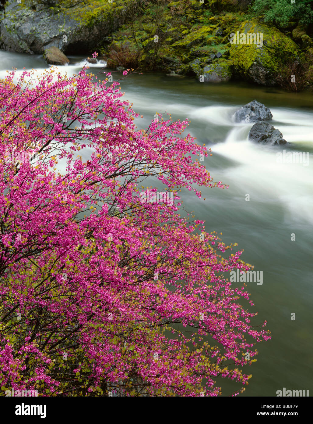 Sierra forestale nazionale CA fioritura redbud Cercis canadensis sul fiume Merced Merced River Canyon Foto Stock