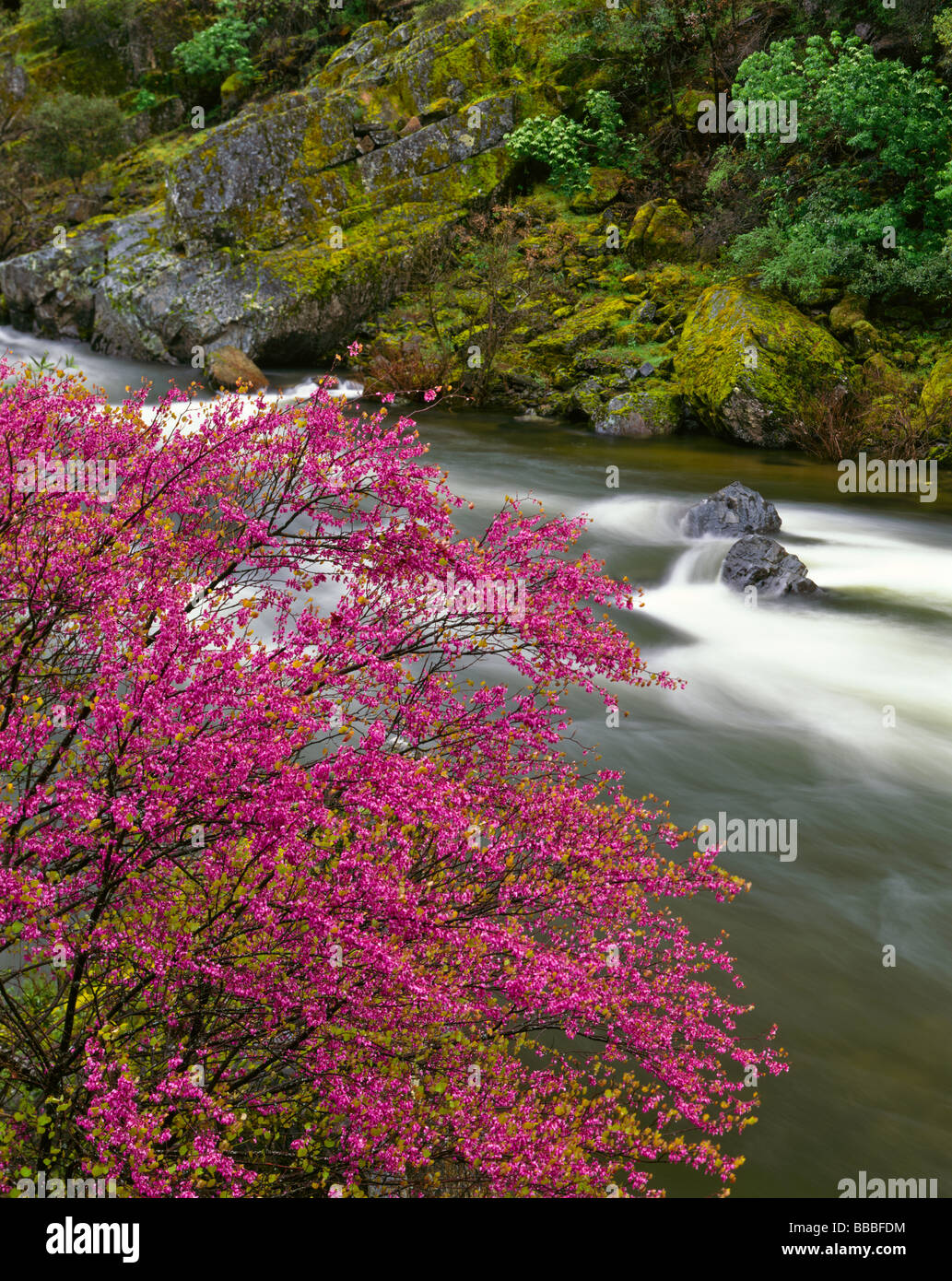 Sierra forestale nazionale CA fioritura Califorina redbud Cercis canadensis sul fiume Merced in Merced River Canyon Foto Stock