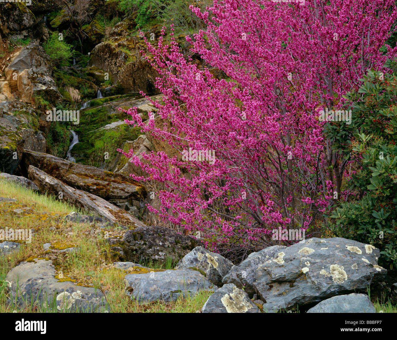 Sierra forestale nazionale CA fioritura California redbud Cercis canadensis vicino a un piccolo ruscello in Merced River Canyon Foto Stock