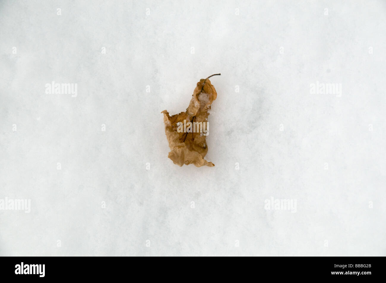 Remants della collezione autunno Foto Stock