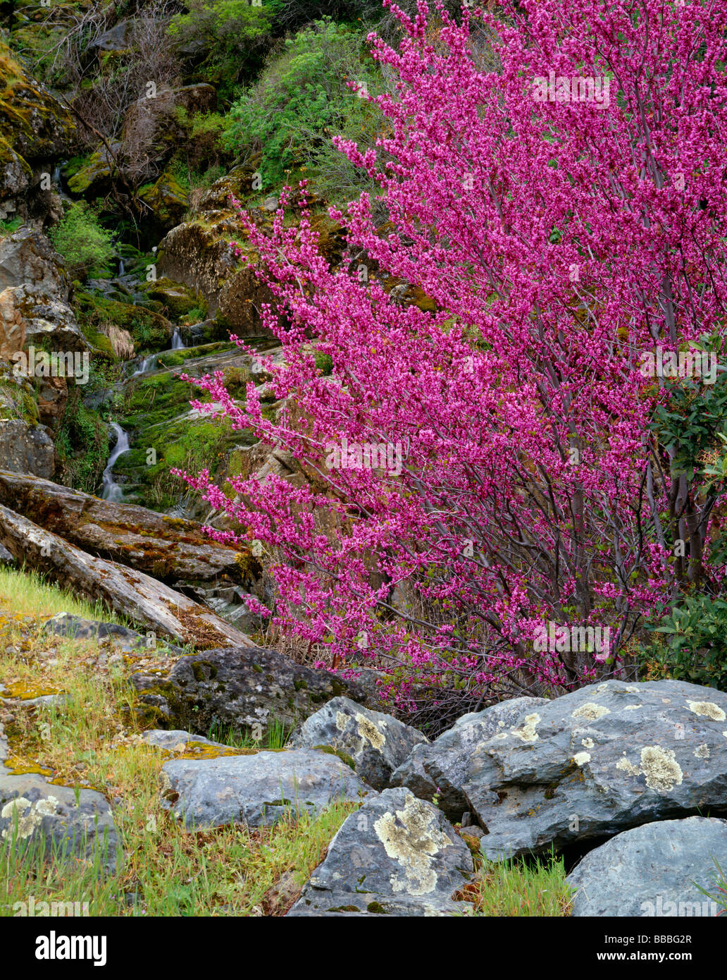 Sierra forestale nazionale CA fioritura redbud Cercis canadensis con un piccolo flusso di esecuzione in Merced River Canyon Foto Stock