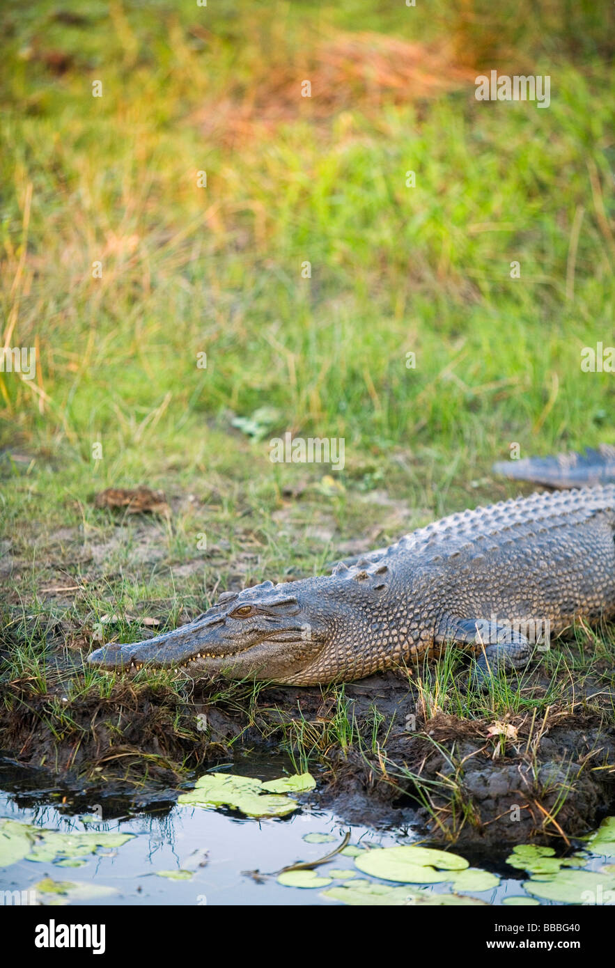 Coccodrillo di estuario (Crocodylus porosus). Acqua gialla delle zone umide, Cooinda, Parco Nazionale Kakadu, Territorio del Nord, l'AUSTRALIA Foto Stock