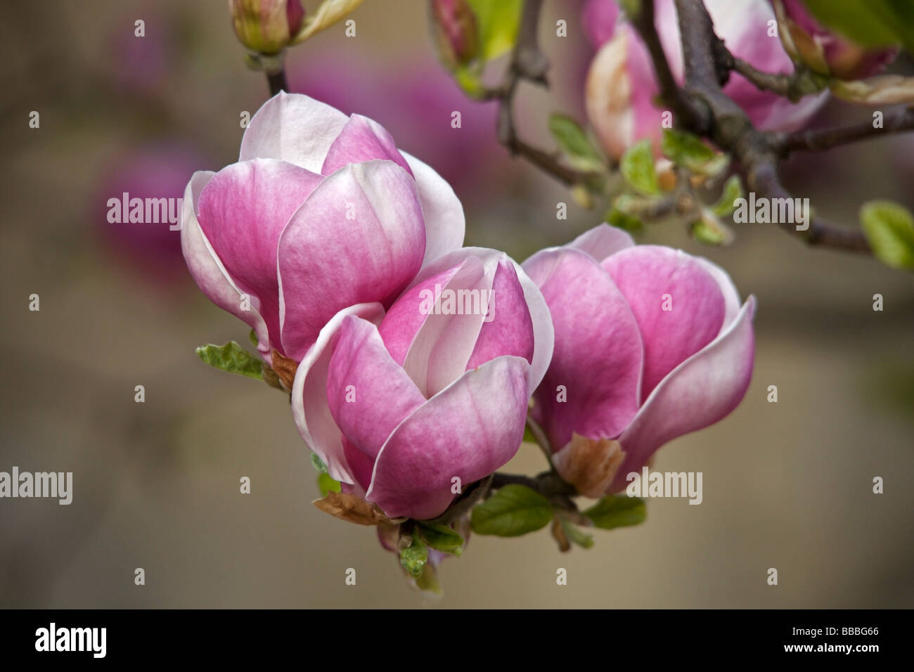 × Magnolia soulangeana (piattino magnolia) presso l'università chiesa di Santa Maria Vergine, Oxford, Inghilterra Foto Stock