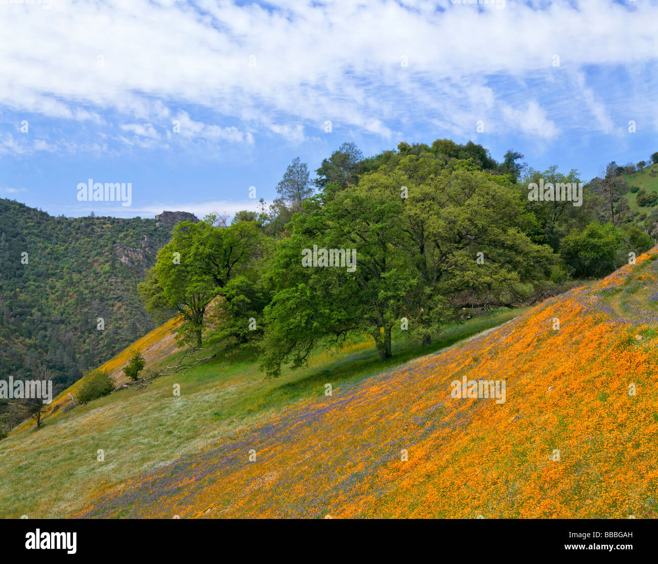 Una collina di fioritura papaveri della California e di lupino con un albero di quercia in Sierra forestale nazionale, CA Foto Stock