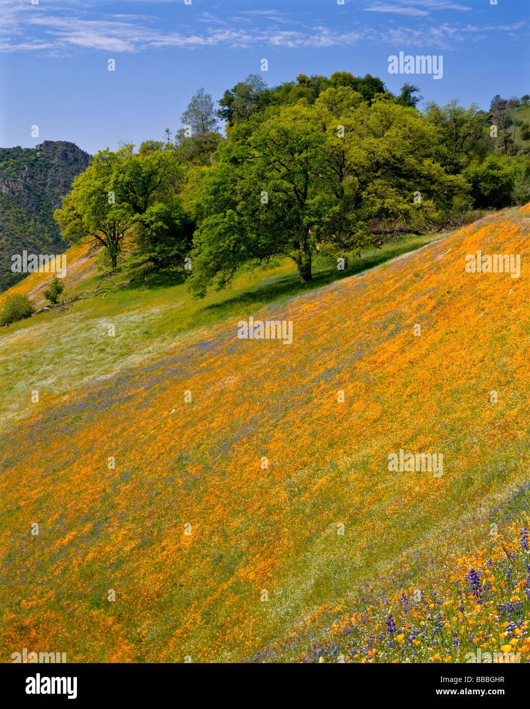 Una collina di fioritura papaveri della California e di lupino con un albero di quercia in Sierra forestale nazionale, CA Foto Stock