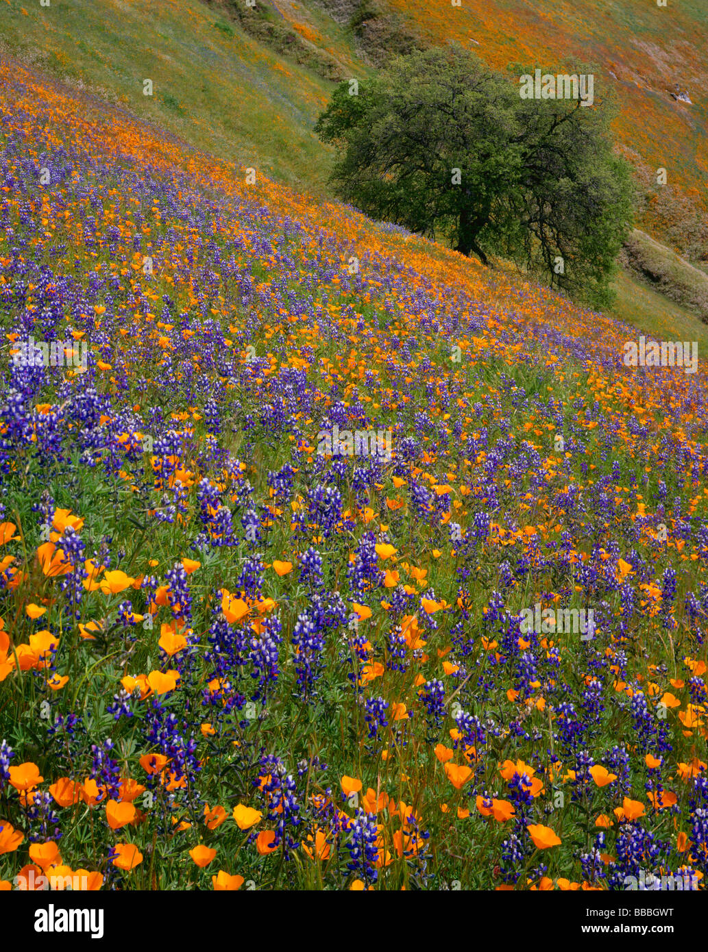 Una collina di fioritura papaveri della California e di lupino con un albero di quercia in Sierra forestale nazionale, CA Foto Stock
