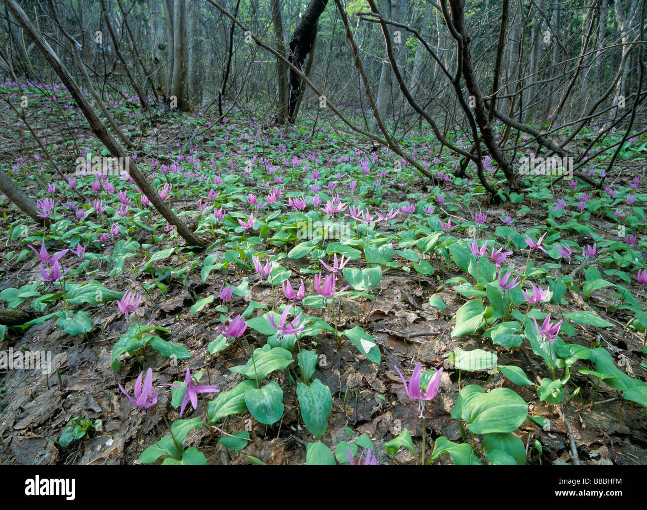 Dogtooth Violet Foto Stock