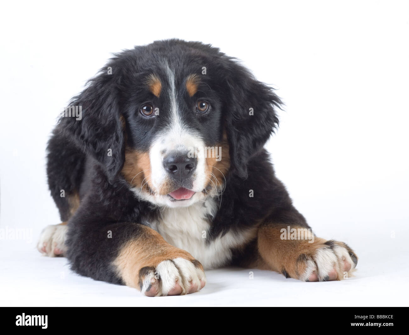 Giovani Bovaro del Bernese isolato Foto Stock