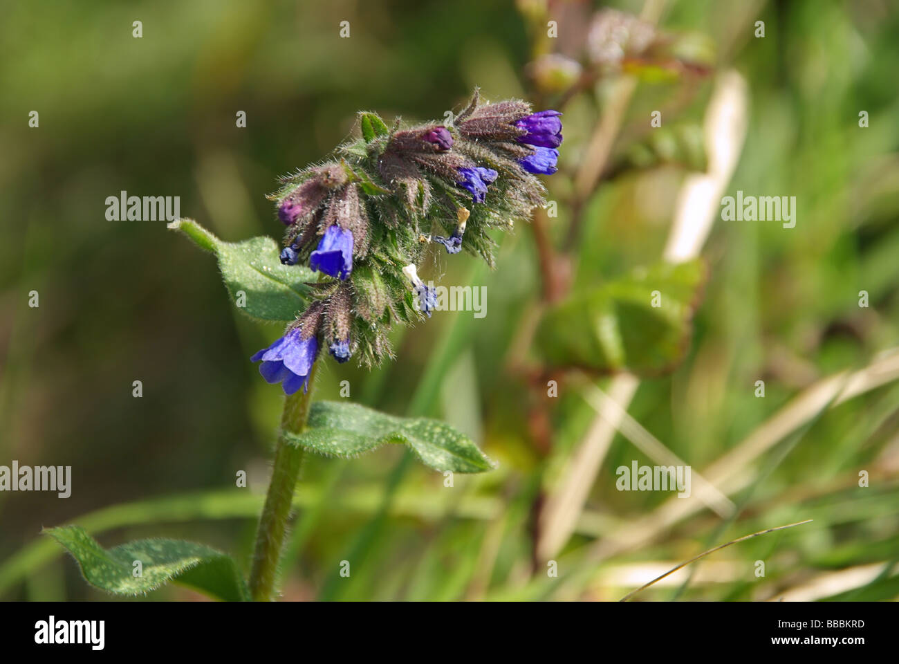 Beinwell Comfrey 01 Foto Stock