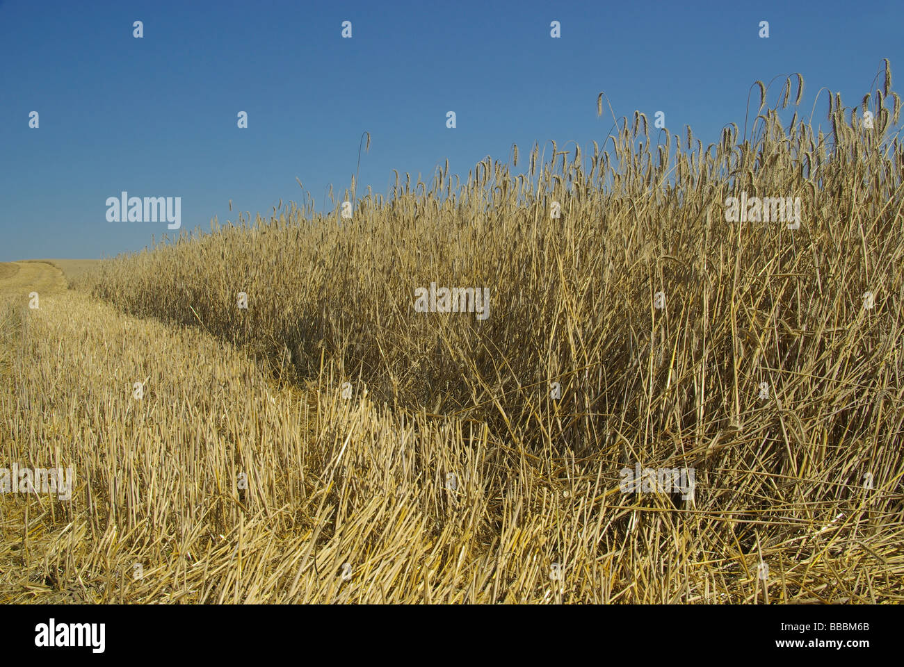 Feld campo 45 Foto Stock