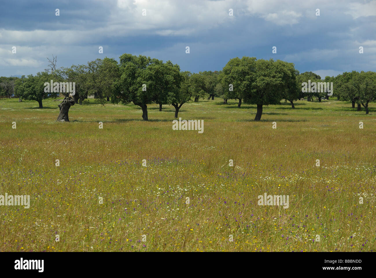 Dehesa 05 Foto Stock