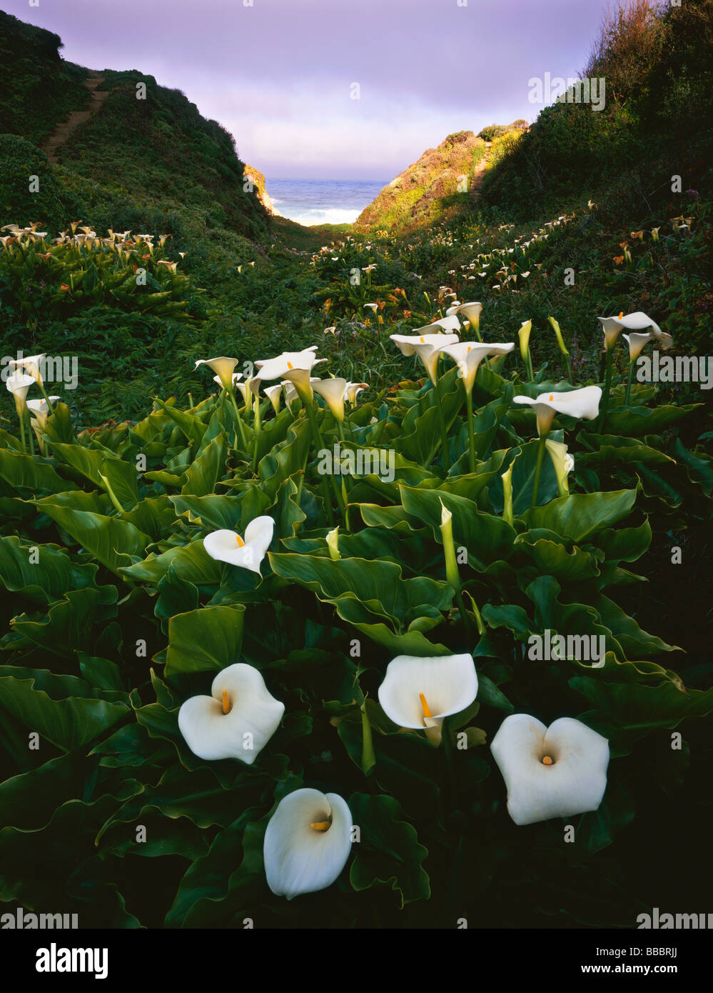 Garrapata State Park CA Calla lilies in fiore nel Doud Creek a drenaggio Garrapata Beach Foto Stock