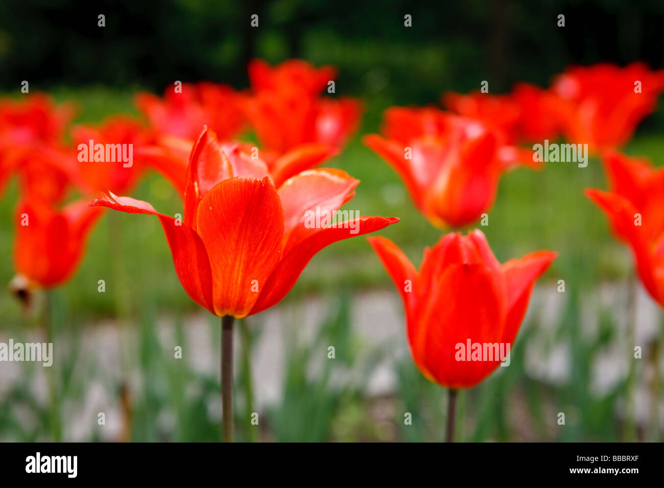 "Typhoon" (giglio fiorito Tulip) Foto Stock