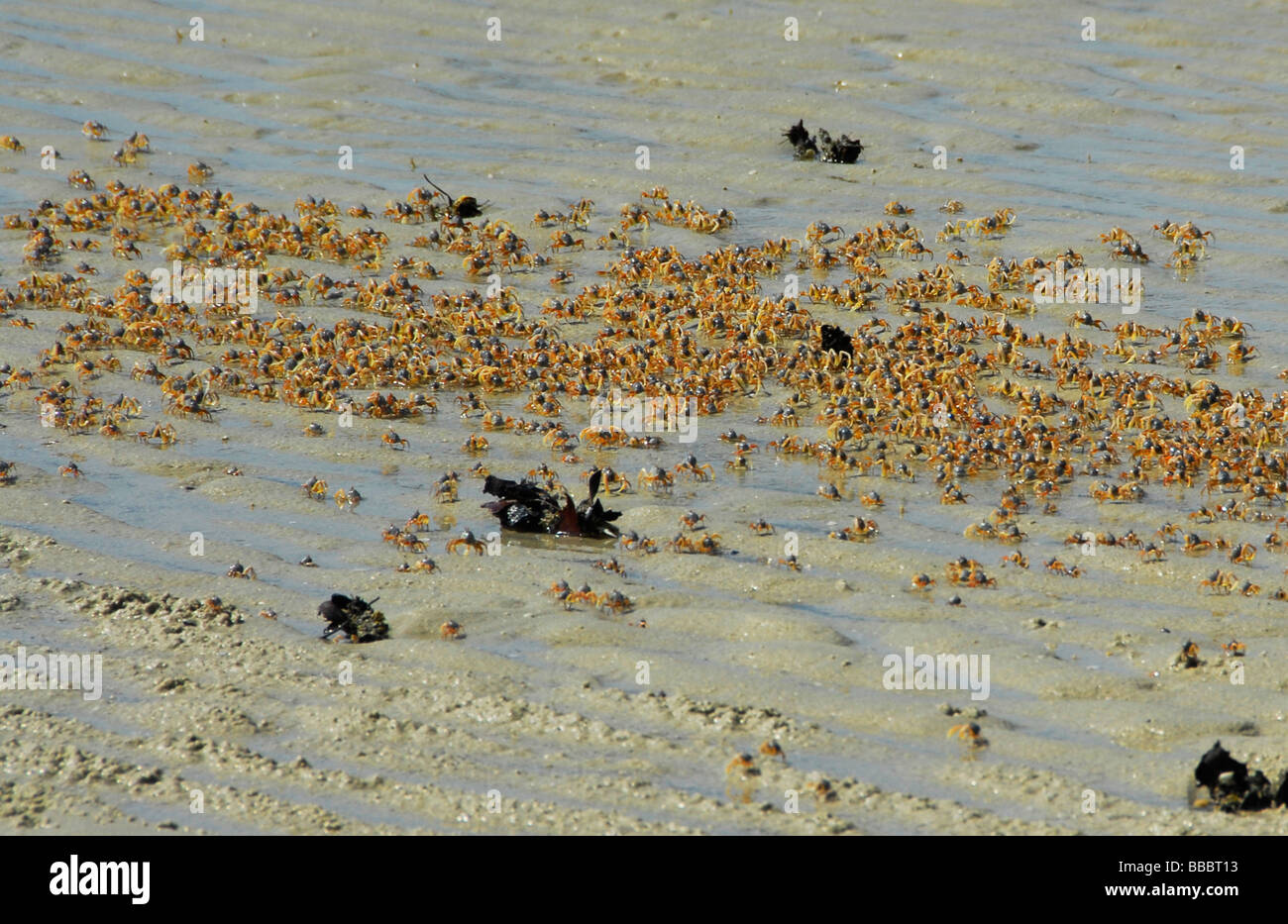 Gruppo di swift granchi di terra dalla spiaggia,ranong, nel sud della Thailandia. Foto Stock