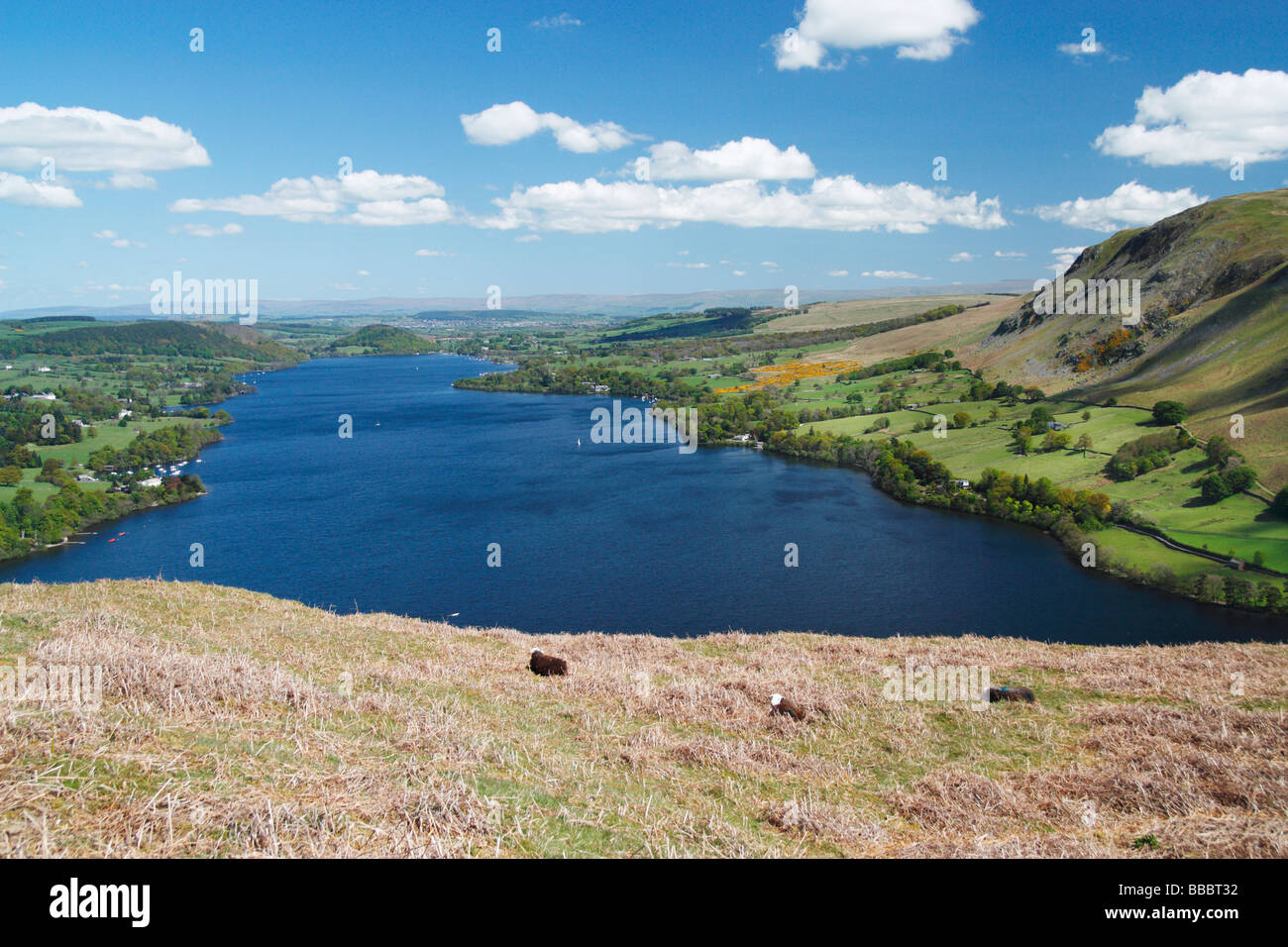 Pecora su Hallin è sceso al di sopra di Ullswater nel Parco Nazionale del Distretto dei Laghi, Cumbria, England, Regno Unito Foto Stock