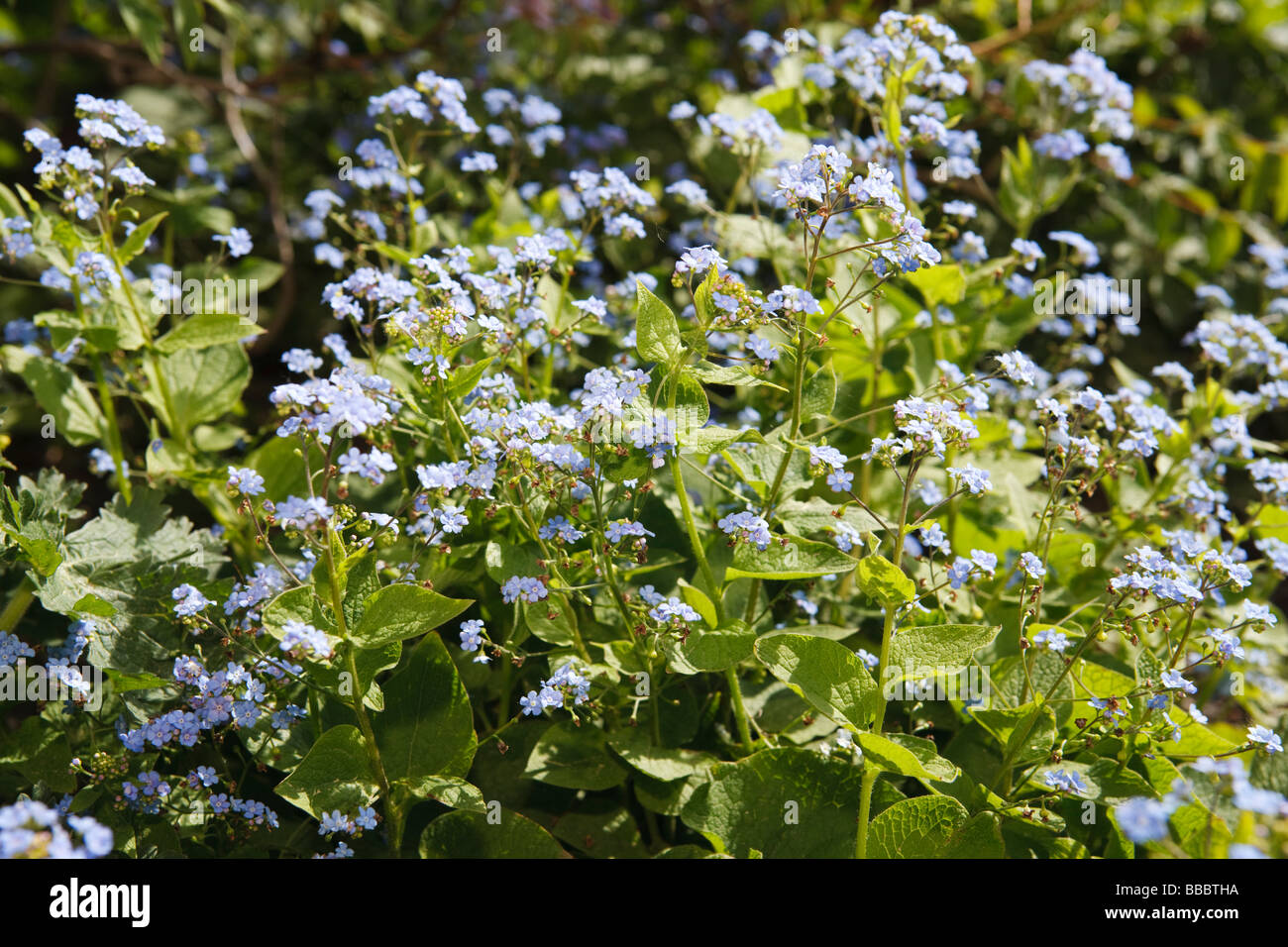 Siberian bugloss (Brunnera Macrophylla) Foto Stock