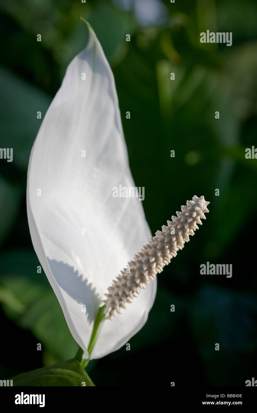 Spathiphyllum cochlearispathum altrimenti noto come Spath o pace gigli che crescono su Hong Kong. Foto Stock