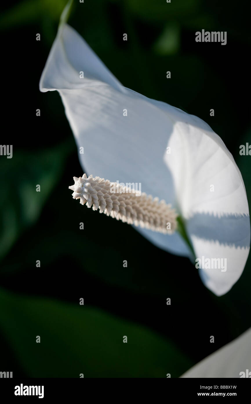 Spathiphyllum cochlearispathum altrimenti noto come Spath o pace gigli che crescono su Hong Kong. Foto Stock