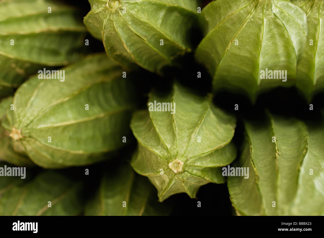 Gourd amaro al mercato Foto Stock