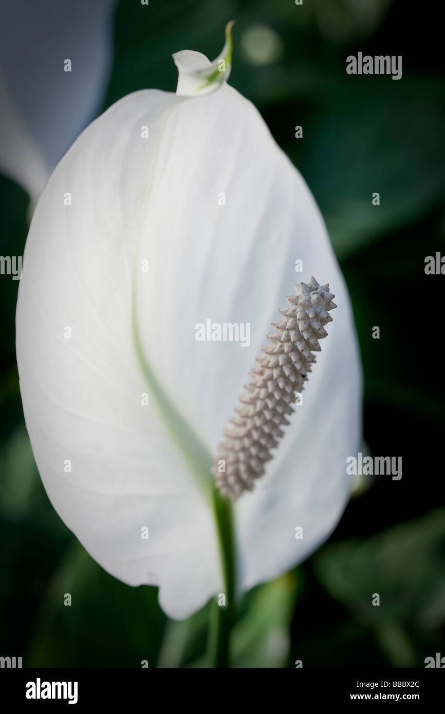 Spathiphyllum cochlearispathum altrimenti noto come Spath o pace gigli che crescono su Hong Kong. Foto Stock