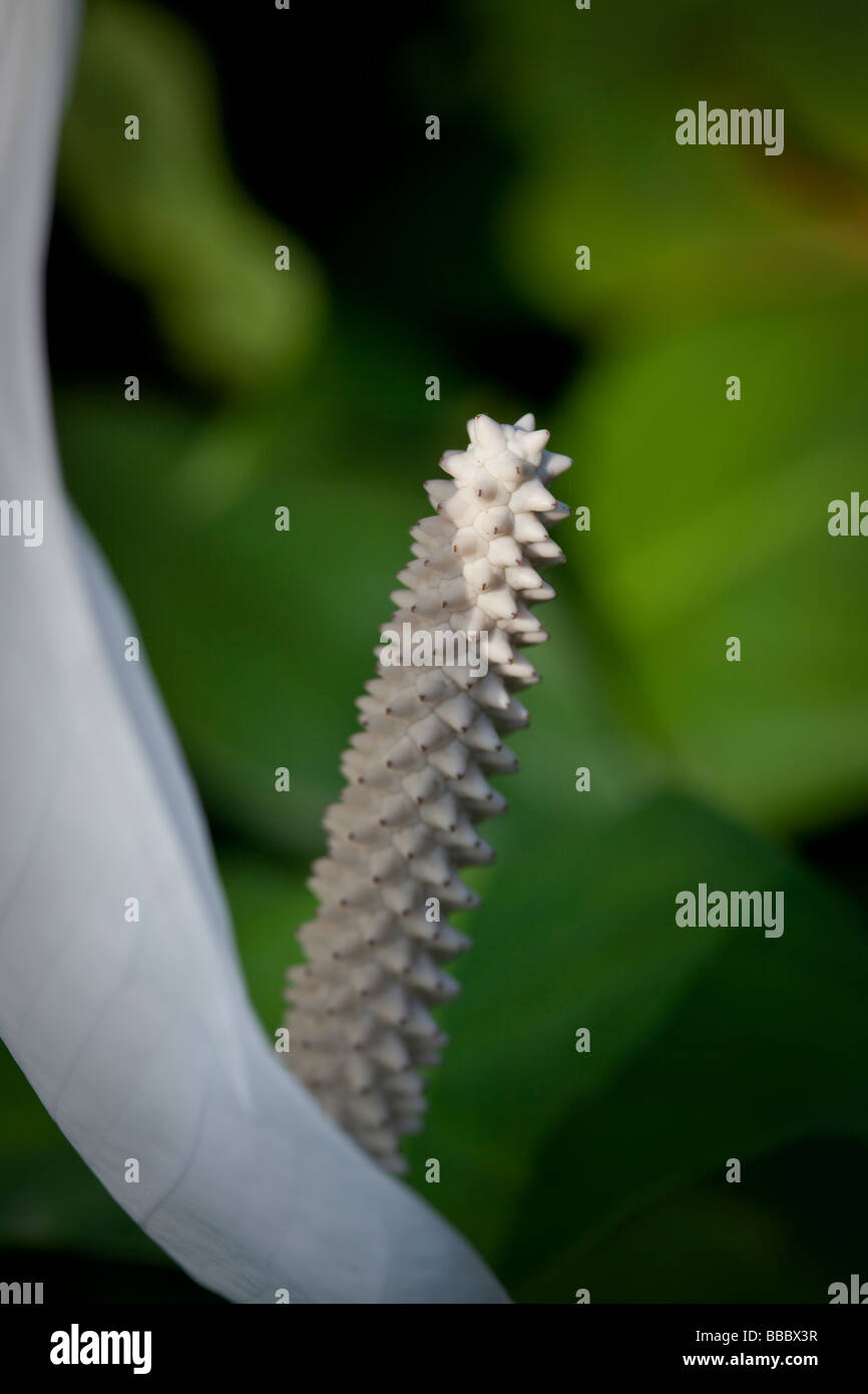 Spathiphyllum cochlearispathum altrimenti noto come Spath o pace gigli che crescono su Hong Kong. Foto Stock