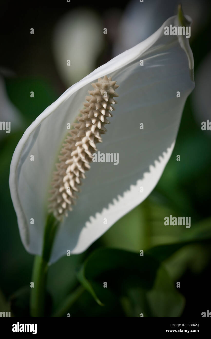 Spathiphyllum cochlearispathum altrimenti noto come Spath o pace gigli che crescono su Hong Kong. Foto Stock