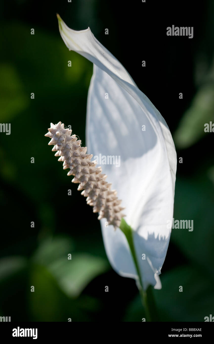 Spathiphyllum cochlearispathum altrimenti noto come Spath o pace gigli che crescono su Hong Kong. Foto Stock