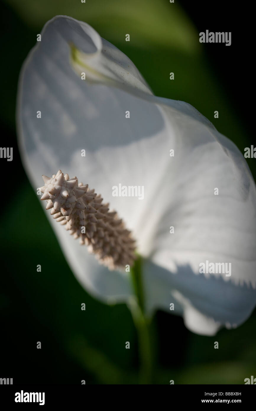 Spathiphyllum cochlearispathum altrimenti noto come Spath o pace gigli che crescono su Hong Kong. Foto Stock