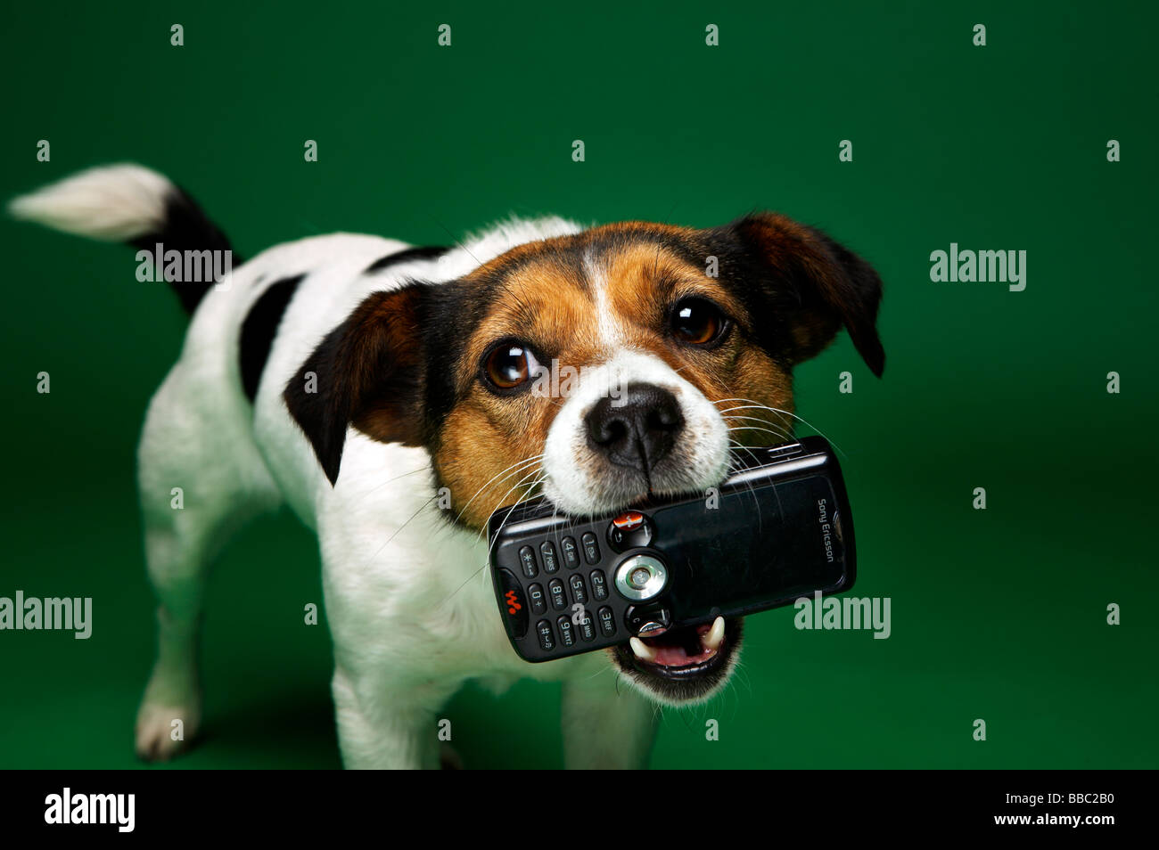Un piccolo cane possiede un telefono cellulare nella sua bocca Foto Stock
