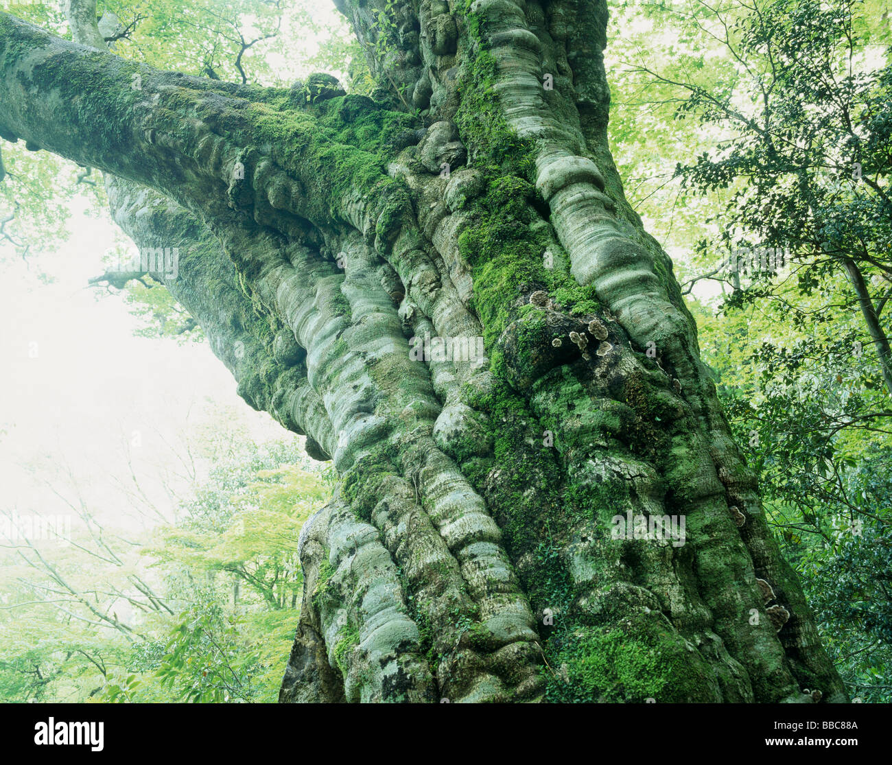 Grande albero di faggio Foto Stock