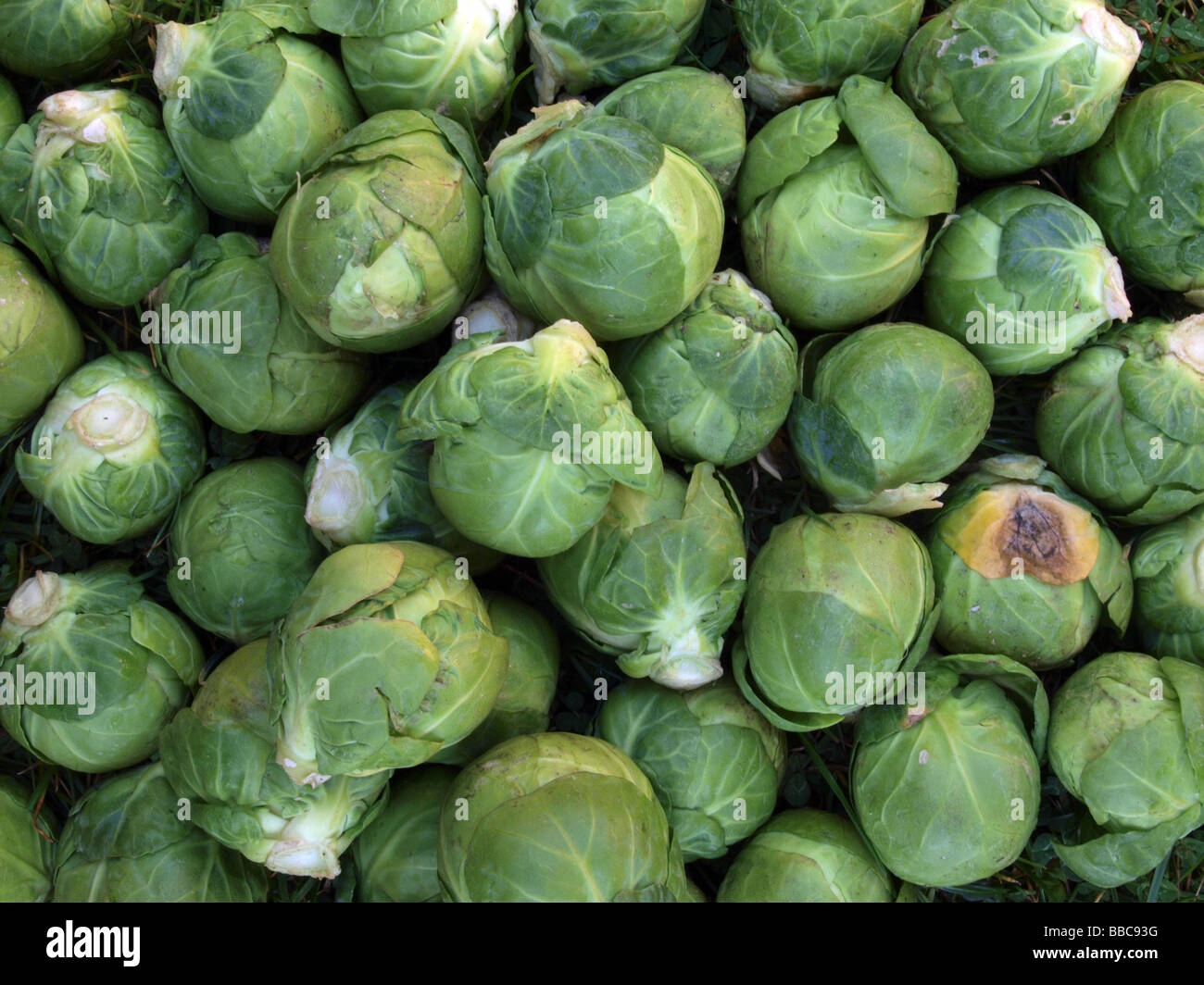 Close up di organico i cavoletti di Bruxelles. Foto Stock