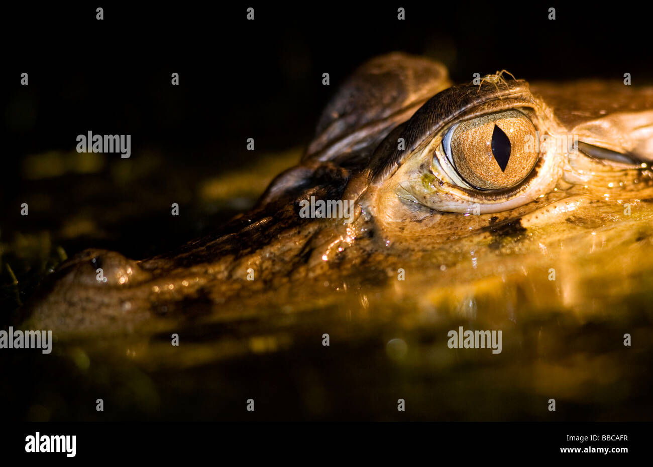 Close-up di caimano di notte - Yasuni National Park, Provincia di Napo, Ecuador Foto Stock