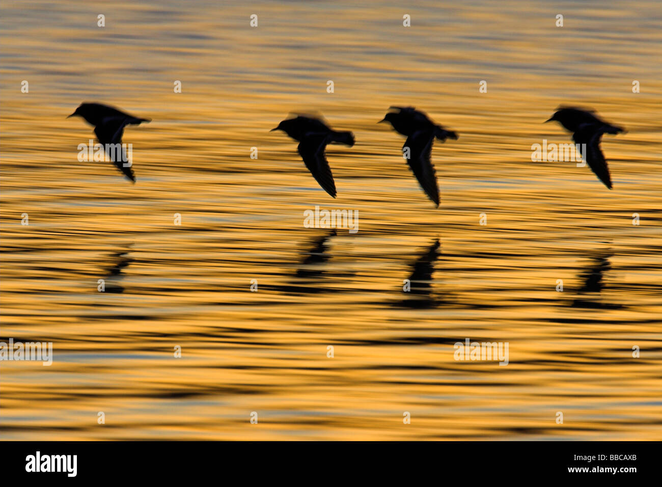 (Rubicondo) Turnstone Arenaria interpres gruppo volare al tramonto arancione acqua a Red Wharf Bay, Anglesey, Galles in gennaio. Foto Stock