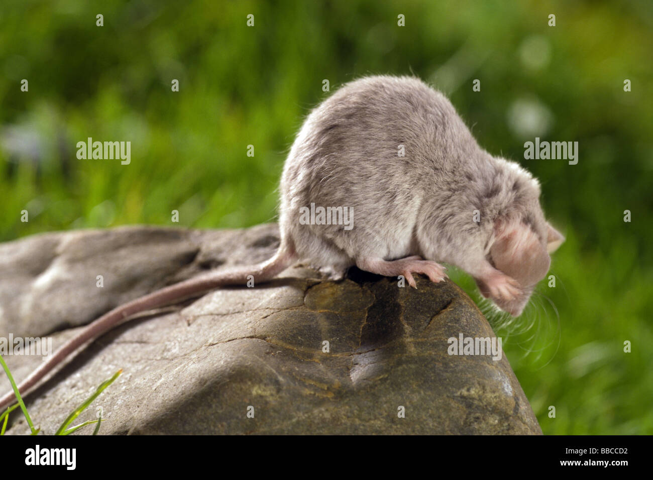 Casa Mouse (Mus musculus) seduto su una roccia durante lo sfregamento le sue orecchie con le sue zampe anteriori Foto Stock