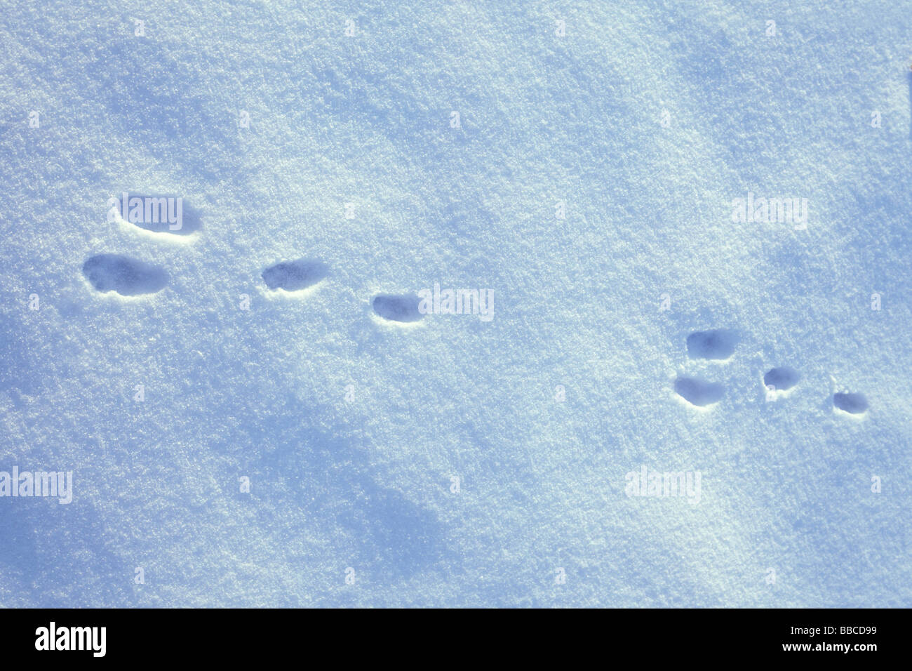 Coniglio europeo (oryctolagus cuniculus), Orme nella neve Foto Stock