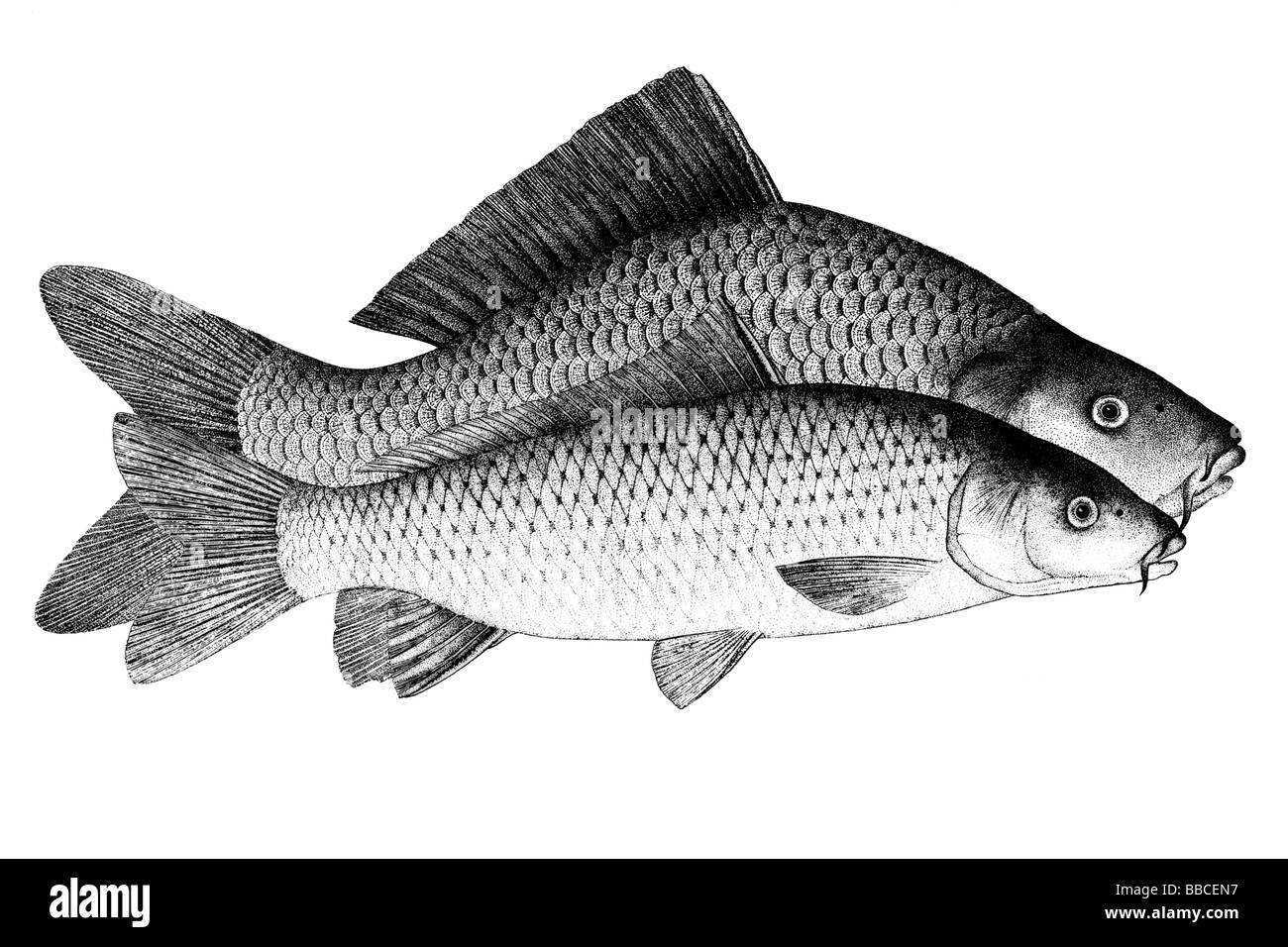 La carpa comune, europea carpa (Cyprinus carpio), coltivato forma (posteriore) e forma selvatica (anteriore) Foto Stock La carpa comune, europea carpa (Cyprinus carpio), coltivato forma (posteriore) e forma selvatica (anteriore) Foto Stock