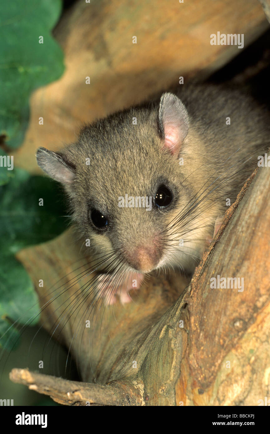 Moscardino commestibili, moscardino (Glis glis) guardando fuori dal suo nido in una struttura ad albero Foto Stock