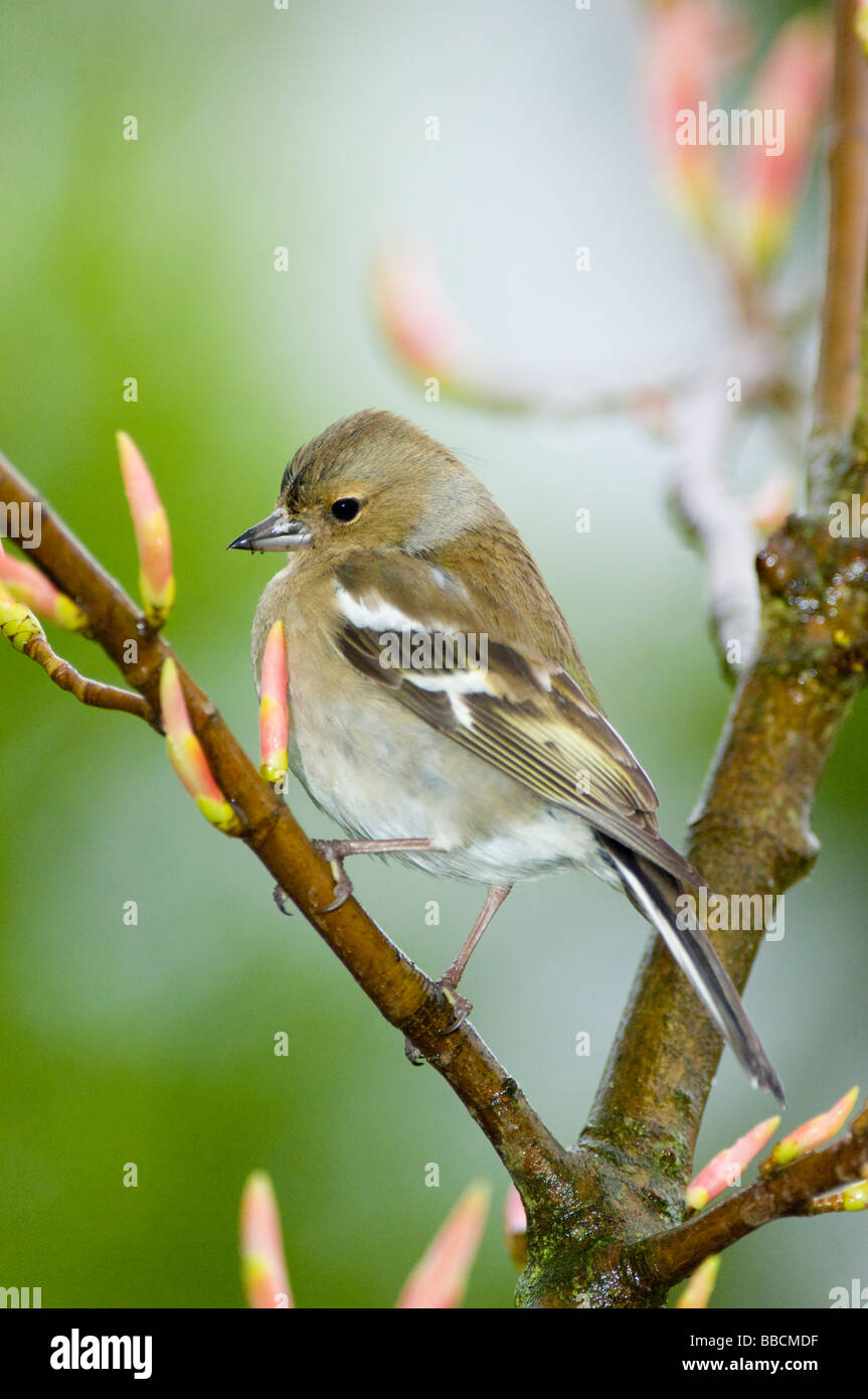 Fringuello, Fringilla coelebs, una femmina tra il giapponese acero gemme in condizioni di tempo piovoso in un giardino in primavera, in Scozia. Foto Stock