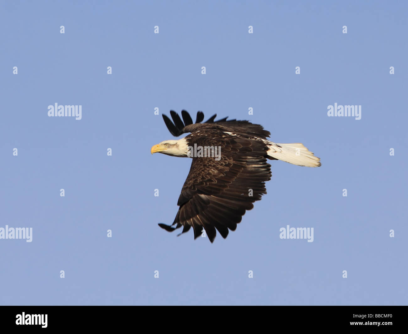 Aquila calva in volo Foto Stock