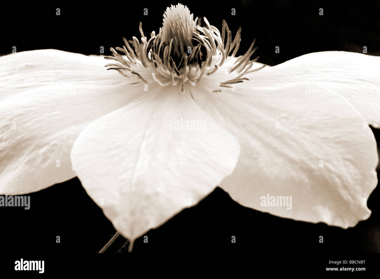 Tonalità seppia close up ritratto floreali di clematis testa fiore Miss Bateman Foto Stock
