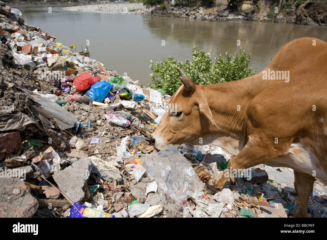 Mucca mangiare spazzatura. Fiume Gange. Rishikesh. Uttarakhand. India Foto Stock