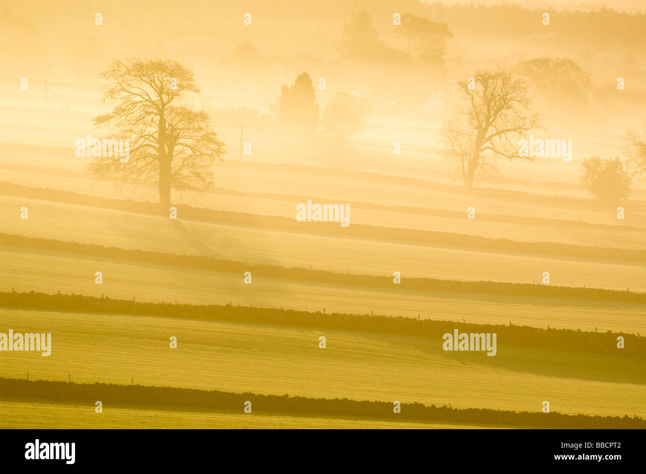 Nebbia di mattina su terreni agricoli, i campi e gli alberi del Dee Valley, o Deeside, vicino a Banchory, Aberdeenshire. Foto Stock