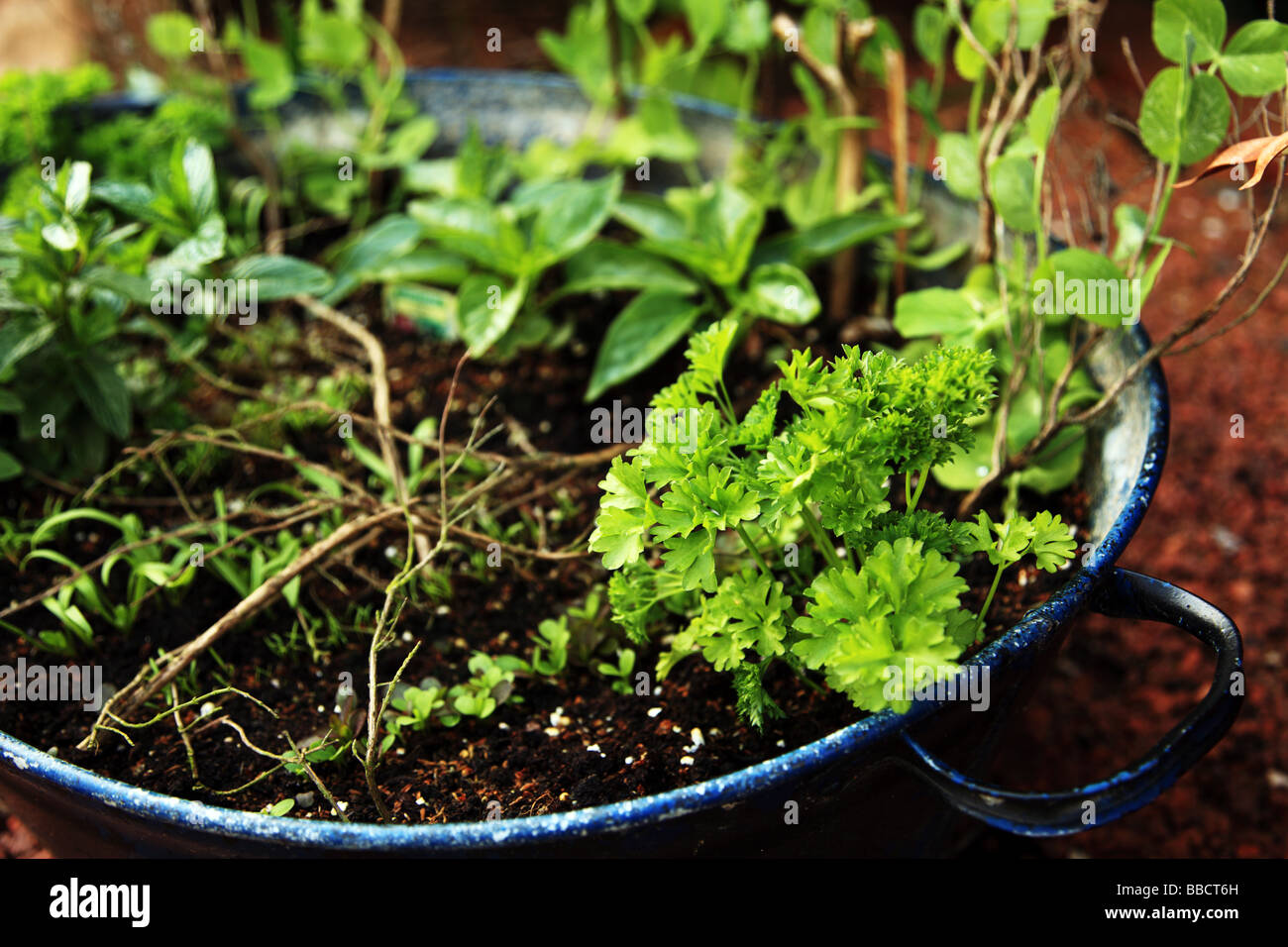 Insalata di verdure che crescono in un antico bagno di stagno in un giardino suburbano Foto Stock