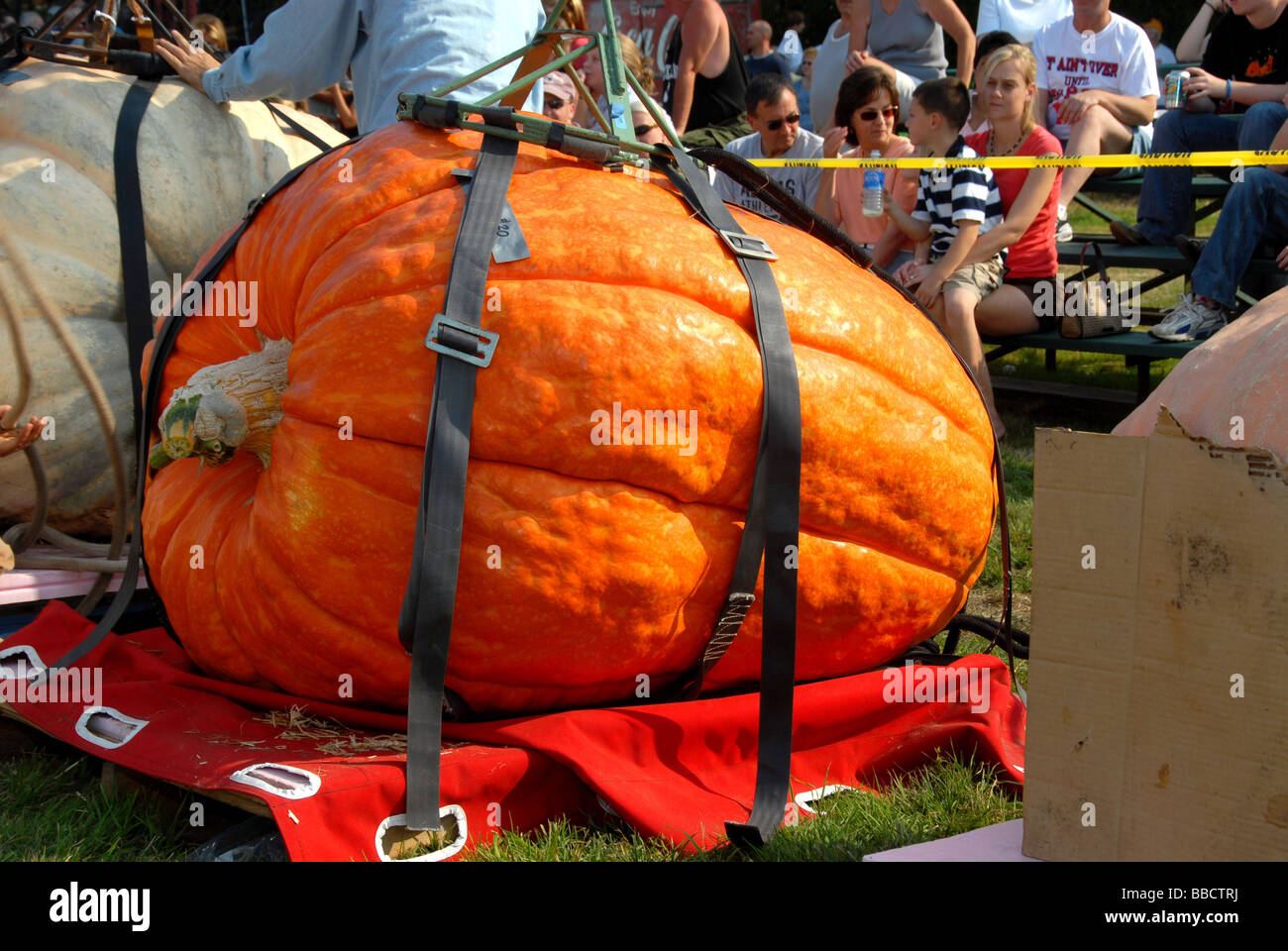 La zucca preparato per la pesatura di zucca gigante pesare off, Warren, Rhode Island, 2007 Foto Stock