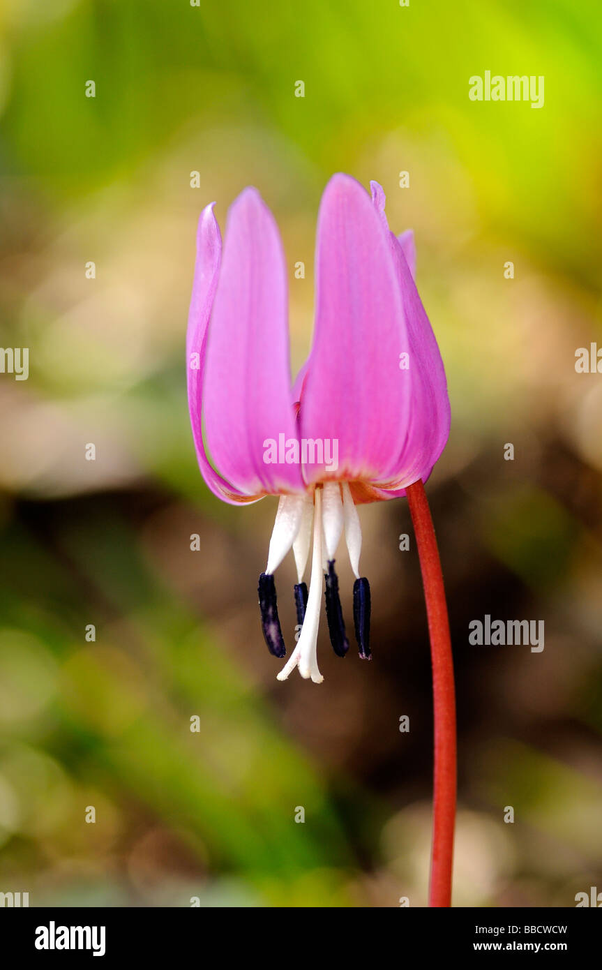 Fioritura cane s dente Dogtooth viola viola Erythronium dens canis Foto Stock